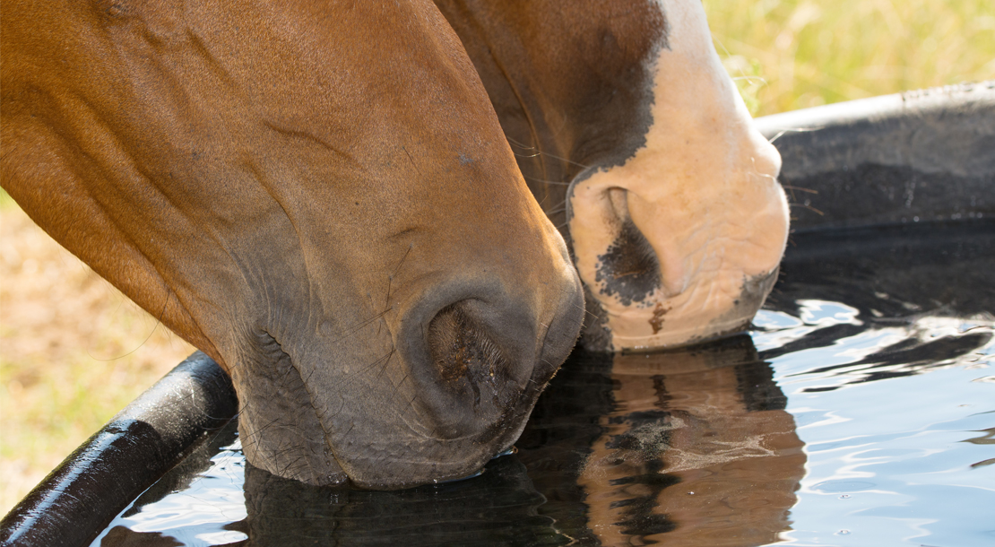 Educate Yourself On Electrolytes On The Road FarmVet Horse Supply Blog