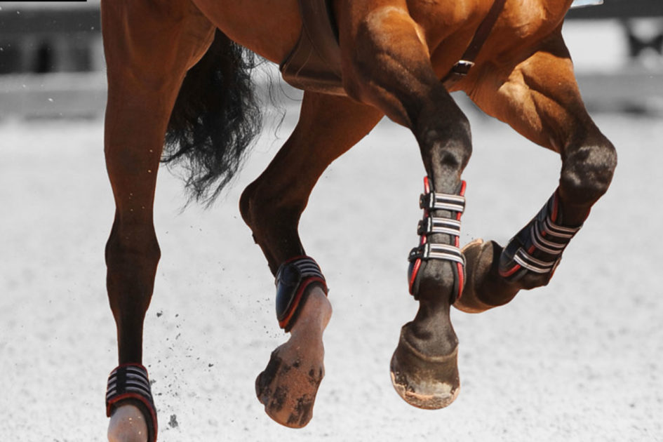 Rebound Hoof Packing for Horses at FarmVet