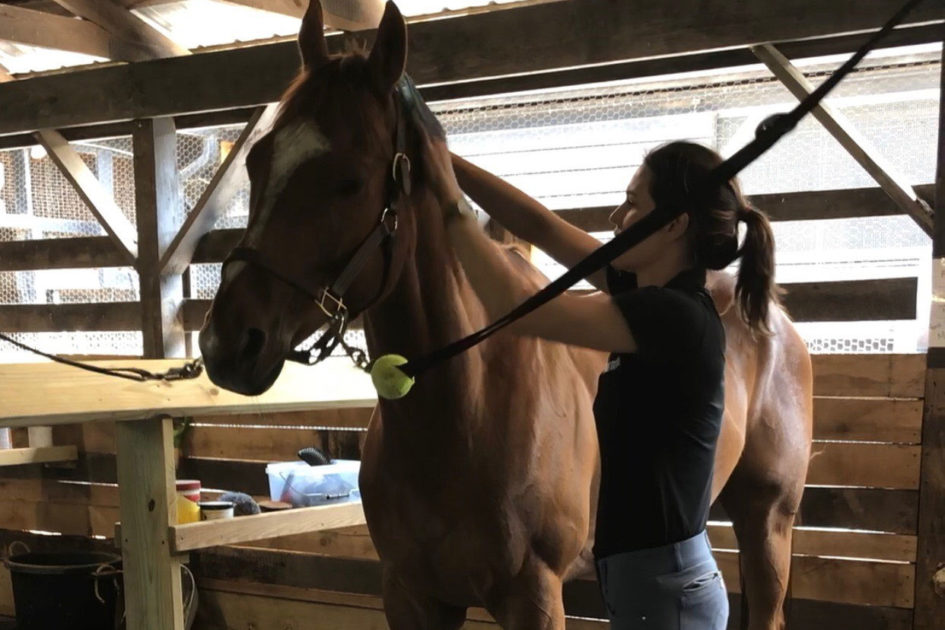 How to Brush your Horse Effectively