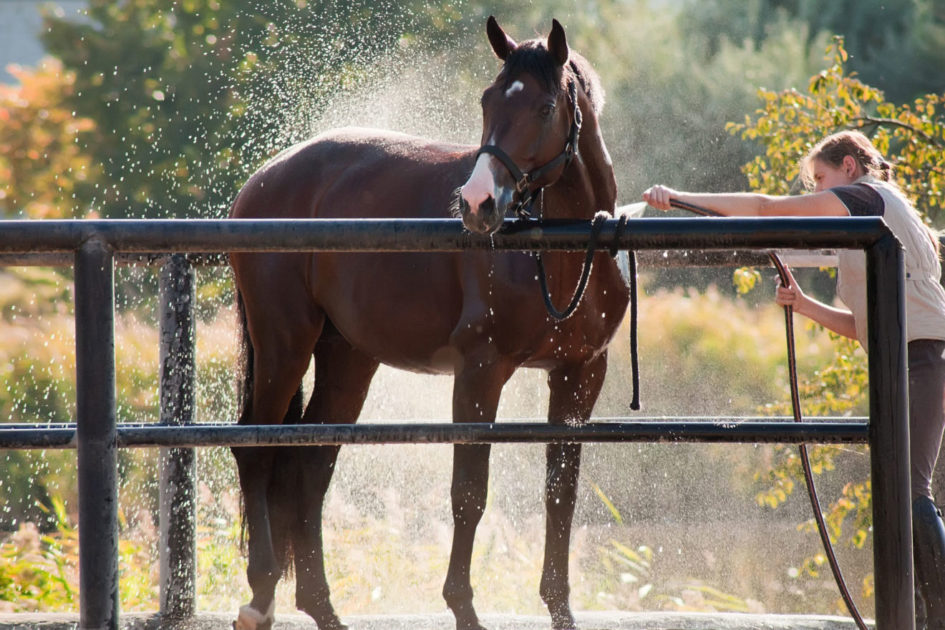 Help your horse cool down