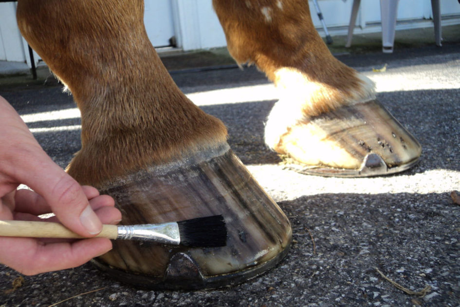 Hoof Products for a Healthy Foot