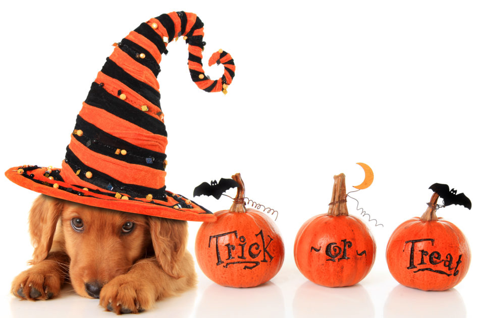 Halloween and your Pet Safety Tips