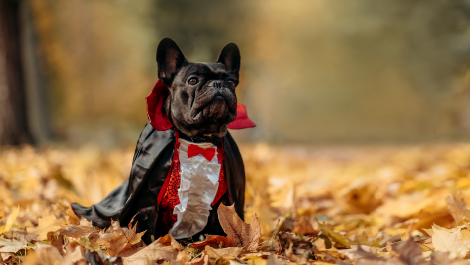 6 Tips to Keep Your Pets Safe During Halloween FarmVet Blog