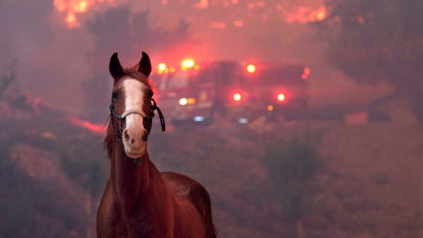 Fire Evacuation Tips for Ventura Co. Horses and Pets.