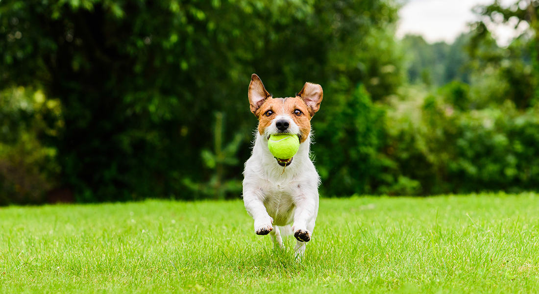 How to Entertain an Energetic Dog | FarmVet Blog