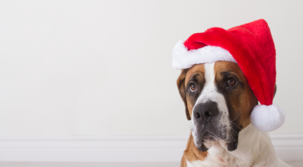 Holiday Gifts for Pets