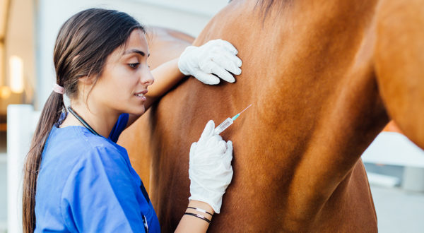 Spring Vaccines for Horses
