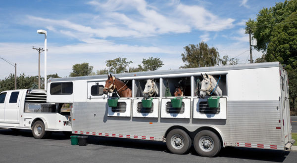 Trailering horses the safe way!