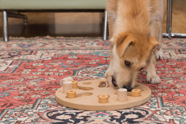 Dog puzzles help to stimulate mental growth.