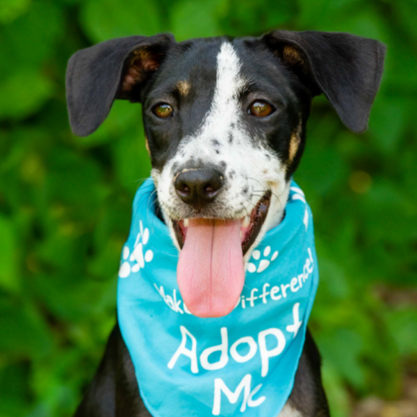 Mutual Rescue’s Doggy Day Out is a program that allows you to take a dog from your local shelter out for the day. This is a great way to help if now isn't a good time for you to adopt a dog