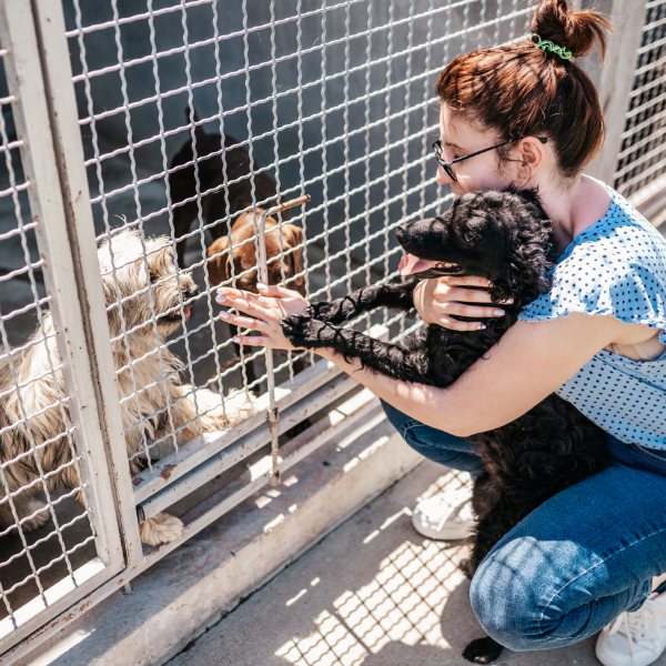 Volunteer your time to help your local animal shelter if you can't adopt