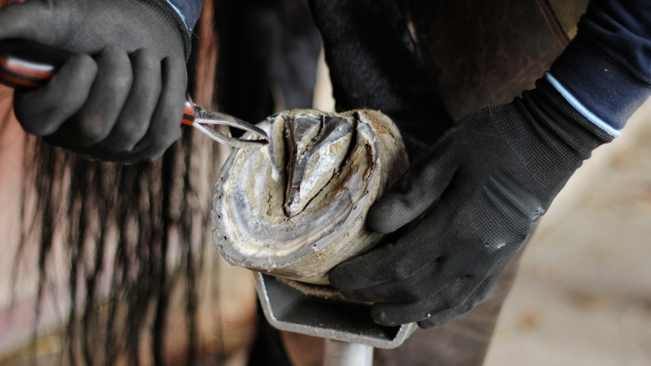 Hoof Abscess Treatment Kit: Everything you need