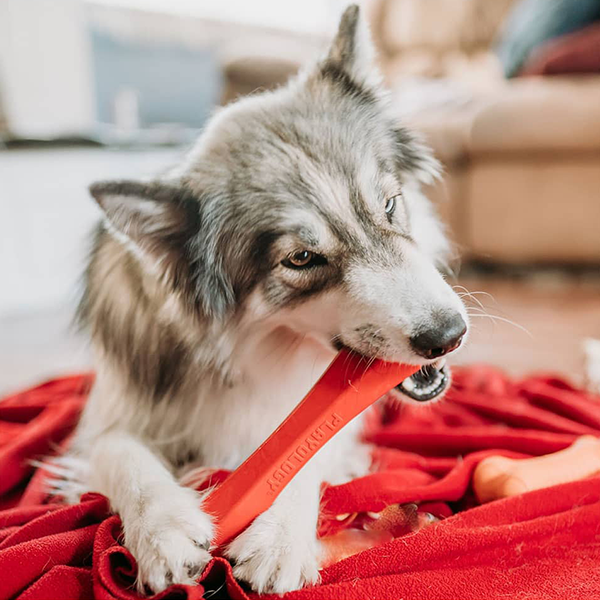 Playology Squeaky Chew Stick dog toy with scent available at FarmVet