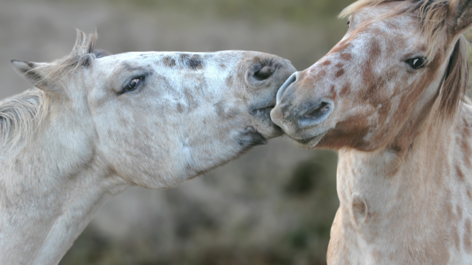 Valentine's Day Gifts for Your Barn Friends at FarmVet