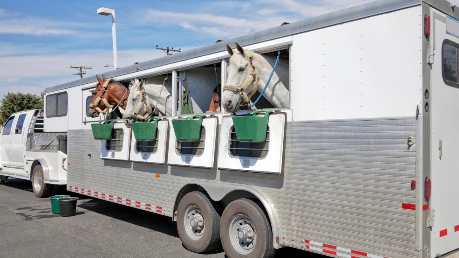 7 Things You Need for Hauling Your Horse | FarmVet Blog