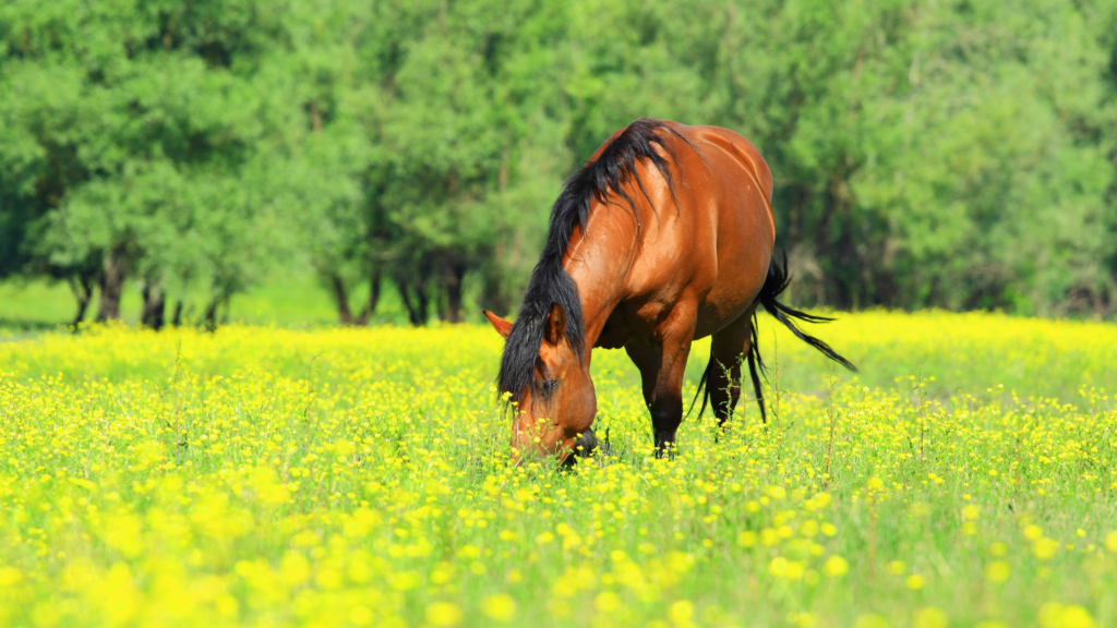 6 Eco-Friendly Fly Solutions for Your Horse - Product Spotlight ...