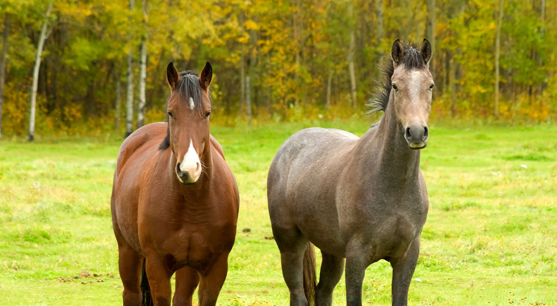 5 Ways to Boost Your Horse's Immune System - Learn | FarmVet