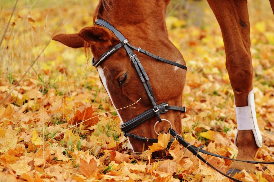 Protecting your horse from poisonous fall leaves.