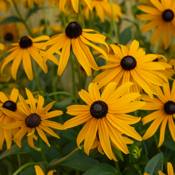 Black Eyed Susan is the Official Flower of the Preakness Stakes