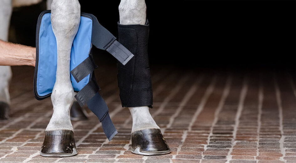 Ice Boots for Horses