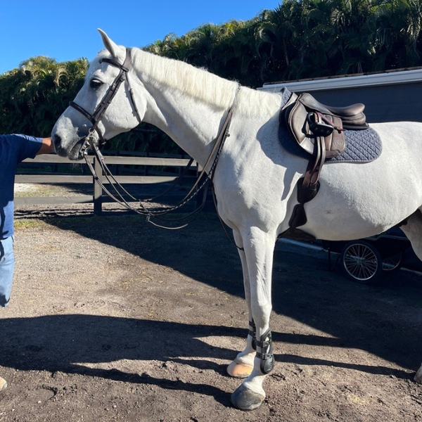 Scharf Freedom Girth for more comfort and movement for horses available at FarmVet