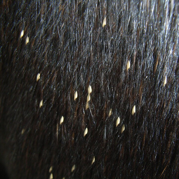 Image of Bot Eggs on Horse from author Notafly on Wikimedia.org